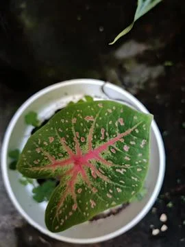 Plant Stock Photos