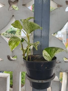 Plant Stock Photos