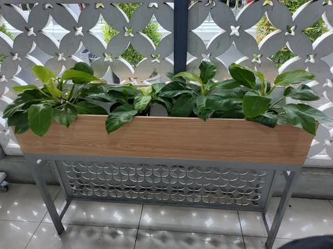 Plant Stock Photos