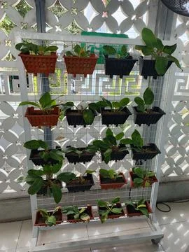 Plant Foto stock