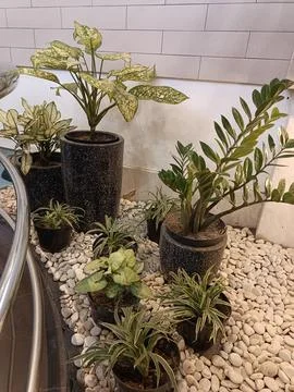 Plant Stock Photos