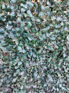 Plant Stock Photos