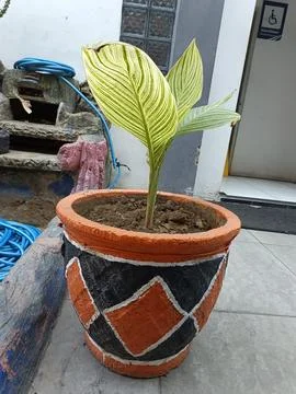 Plant Stock Photos