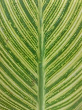 Plant Stock Photos