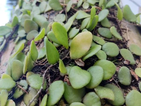 Plant Stock Photos