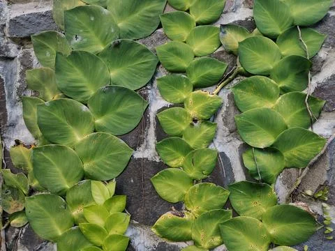 Plant Stock Photos