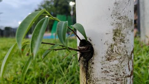 Plant 🌱 Stock Photos