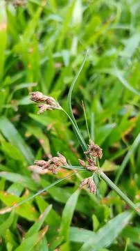 Plant 🌱 스톡 사진