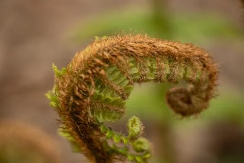 Plant Stock Photos