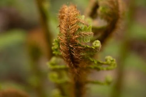 Plant Stock Photos