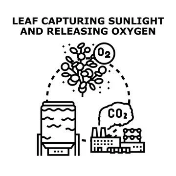 Plant photosynthesis ecosystem capturing sunlight and releasing oxygen Stock Illustration
