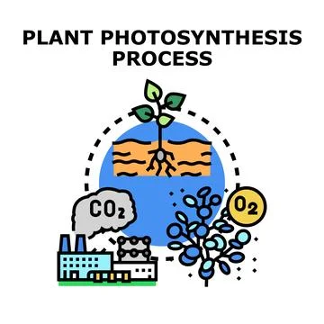 Plant photosynthesis process converting carbon dioxide to oxygen Stock Illustration