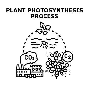 Plant photosynthesis process converting carbon dioxide to oxygen Stock Illustration