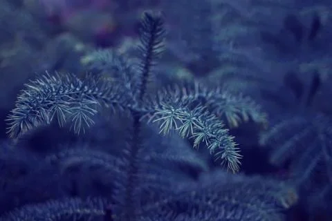 Plant like pine tree leaves texture background in a classic blue color trend  Foto stock