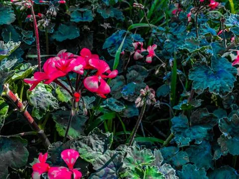 Plant with Pink Flowers Stock Photos
