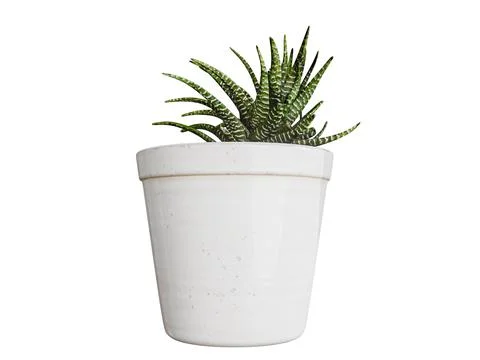 Plant in a plot isolated on white background Ilustración de archivo