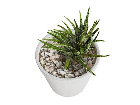 Plant in a plot isolated on white background Ilustración de archivo