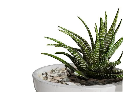 Plant in a plot isolated on white background Ilustración de archivo