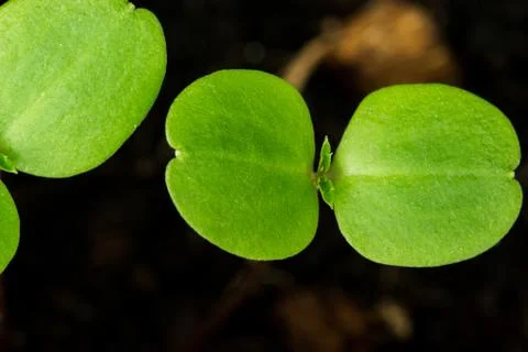 Plant pod Stock Photos
