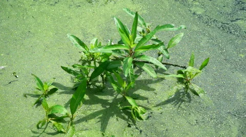 Plant in Pond Video stock 40205086