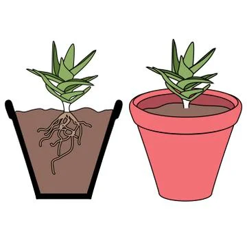 Plant in pot Stock Illustration