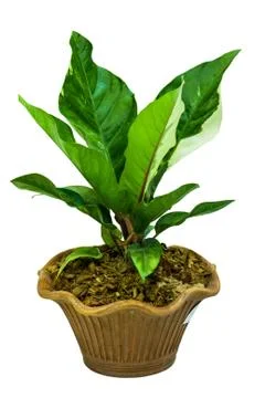 Plant in pot Stock Photos