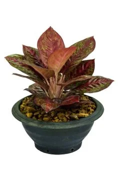 Plant in pot Stock Photos
