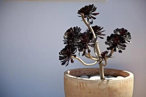 Plant in pot Stock Photos