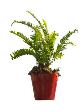 Plant  in pot Stock Photos