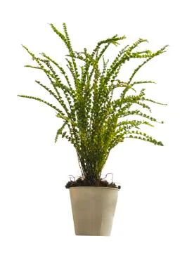 Plant  in pot Stock Photos