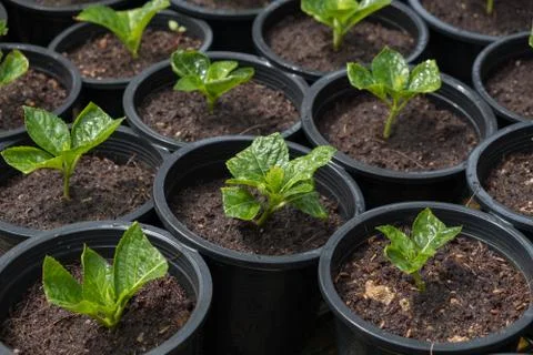 Plant pot Stock Photos