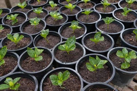 Plant pot Stock Photos