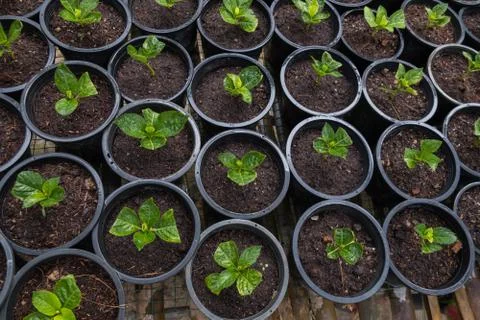 Plant pot Stock Photos