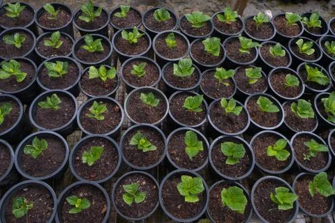 Plant pot Stock Photos