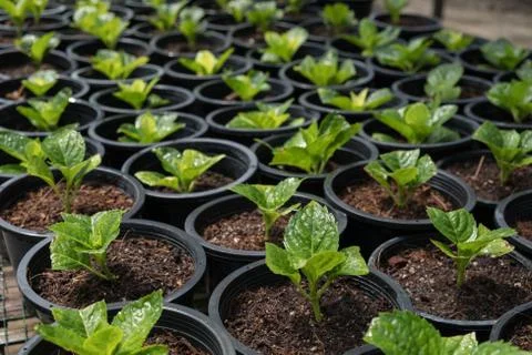 Plant pot Stock Photos