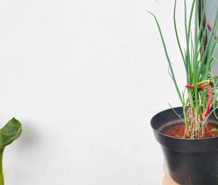 Plant in the pot Stock Photos