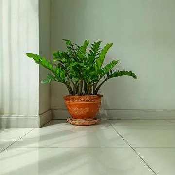 Plant pot Stock Photos