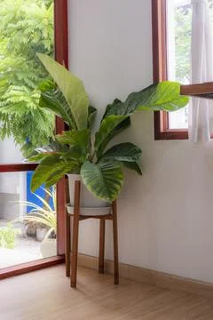 The plant pot Stock Photos