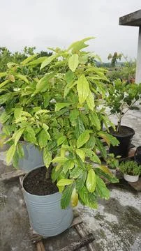 Plant in a pot Stock Photos