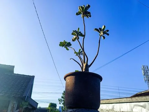 Plant in a pot Foto stock
