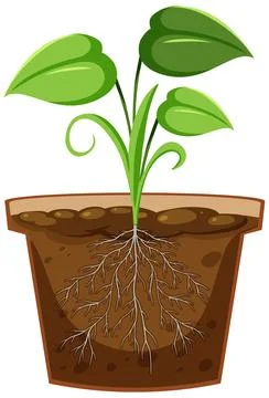 Plant in the pot with root system Stock Illustration