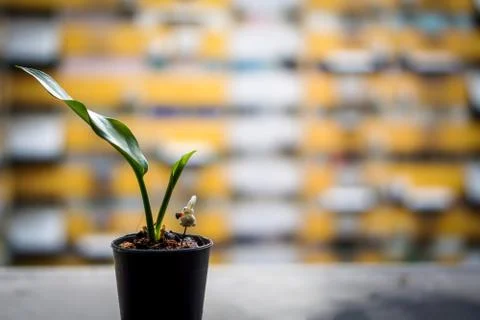 A plant in a pot by the window. Stock Photos