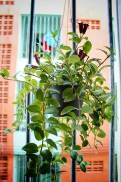 Plant in pot at window Stock Photos