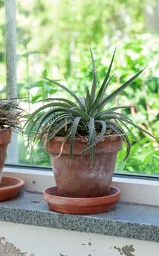 Plant in a pot on a window Stock Photos
