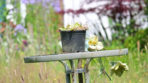 Plant pot on a wonky table on a bright sunny summers day Stock Footage 278176176