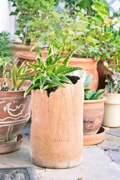 Plant pots Stock Photos