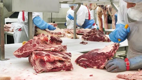 Plant for processing beef meat. Workers deboning meat on conveyor belt Stock Footage 138346976