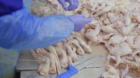 Plant for processing poultry in the food industry Stock Footage 99597308