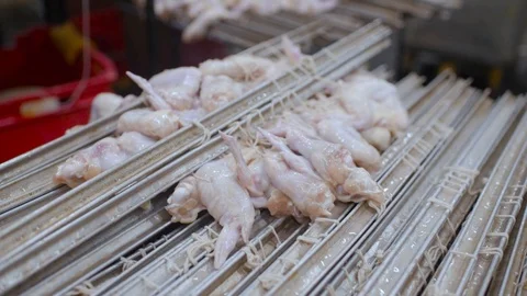 Plant for processing poultry in the food industry Vidéo 99877120