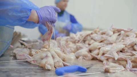 Plant for processing poultry in the food industry Stock-Footage 101440184